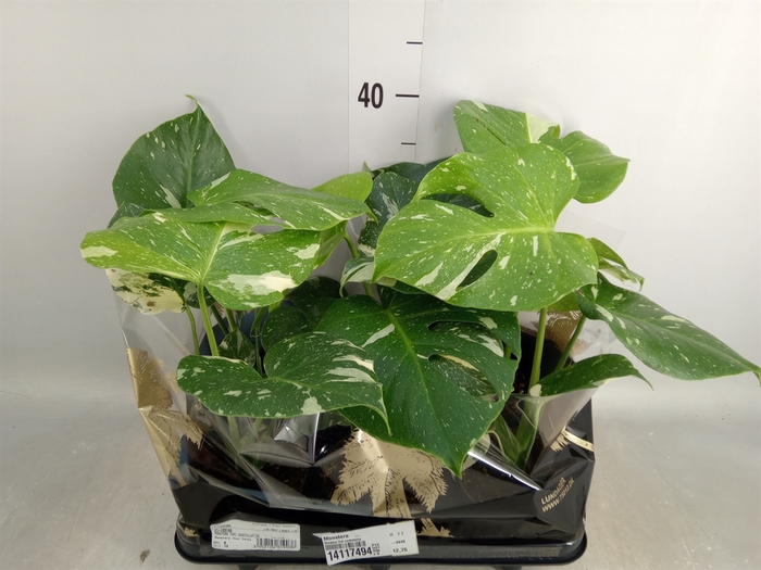 <h4>Monstera   ...</h4>