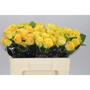 Rosa Gr Lemon Finess