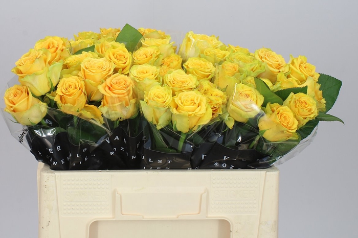 <h4>Rosa Gr Lemon Finess</h4>