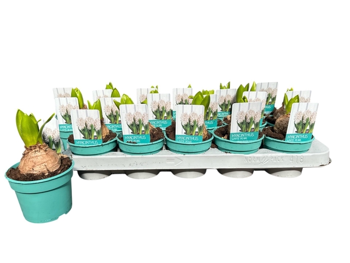 <h4>HYACIN WHITE PEARL</h4>