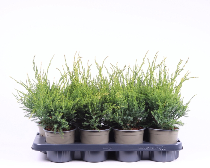 <h4>Juniperus x pfitzeriana 'Mint Julep'</h4>
