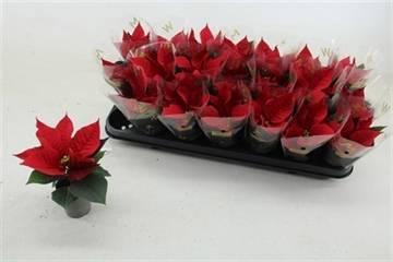 <h4>EUPHOR P RED JOY</h4>