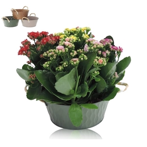 Collectie Amun Kalanchoë Cinqolori - Carnaval in Zink 21 cm