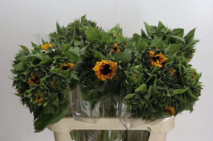 <h4>Helianthus Orange Fire</h4>