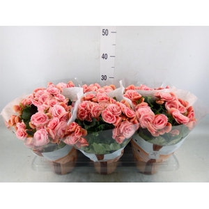 Begonia elat. DU 'Borias'