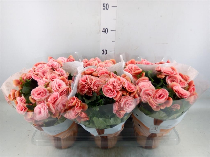 <h4>Begonia elat. DU 'Borias'</h4>