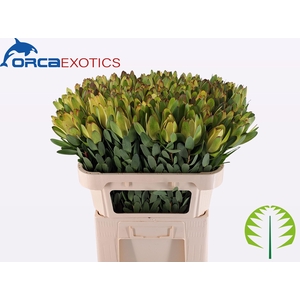 LEUCAD SAF GOLDSTRIK