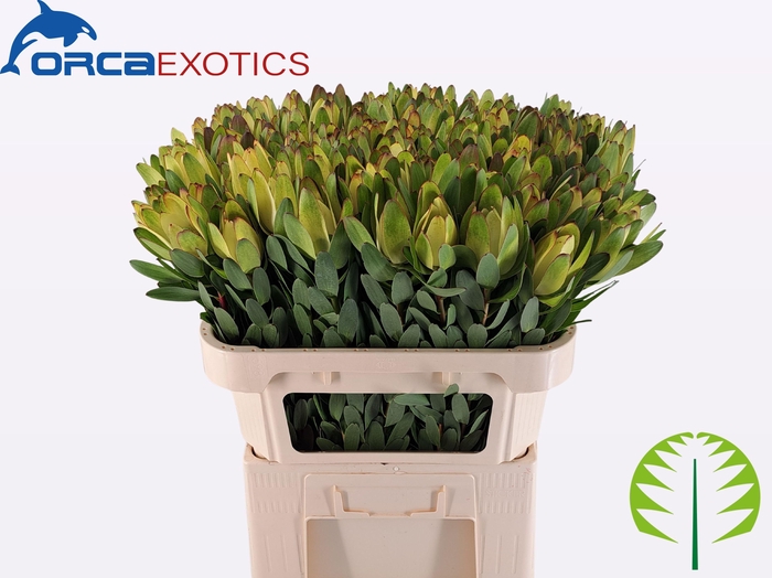 <h4>LEUCAD SAF GOLDSTRIK</h4>