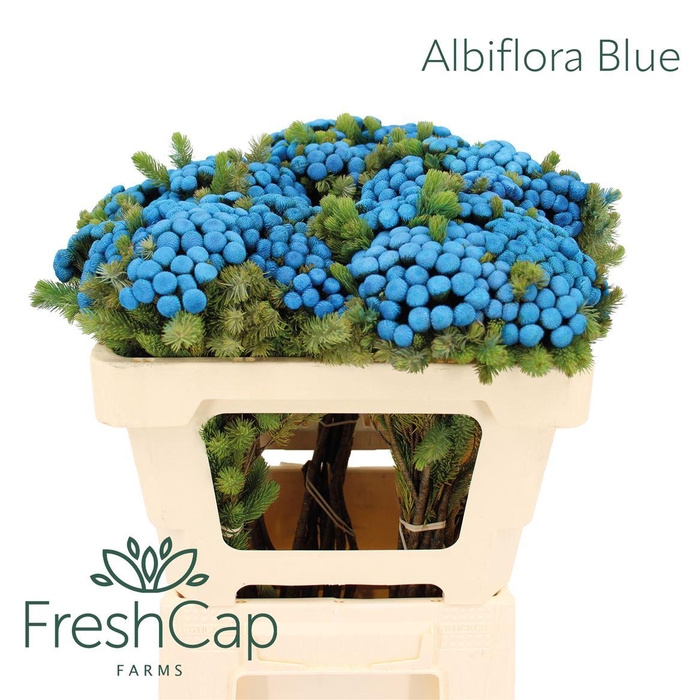<h4>Albiflora Blue</h4>