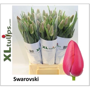 TU EN SWAROVSKI