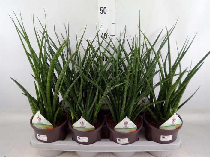 <h4>Sansevieria  'Fernwood'</h4>