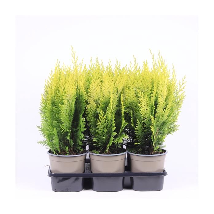 <h4>Chamaecyparis lawsoniana 'Ivonne'</h4>