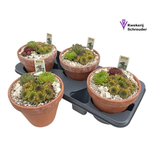 ARR SEMPERVIVUM
