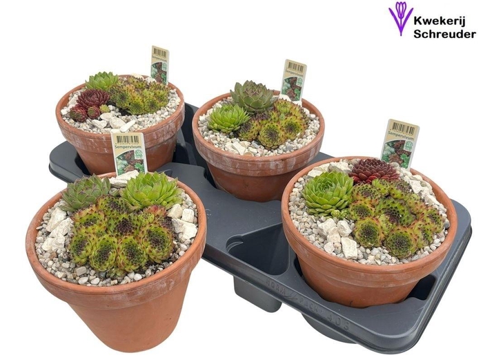 <h4>ARR SEMPERVIVUM</h4>