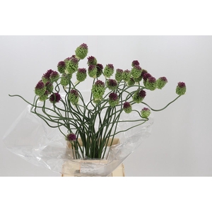 Allium Dancing Tancho