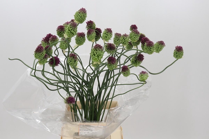 <h4>Allium Dancing Tancho</h4>