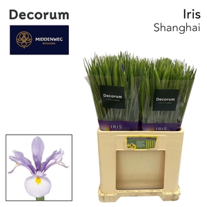 Iris Shanghai Licht Blauw