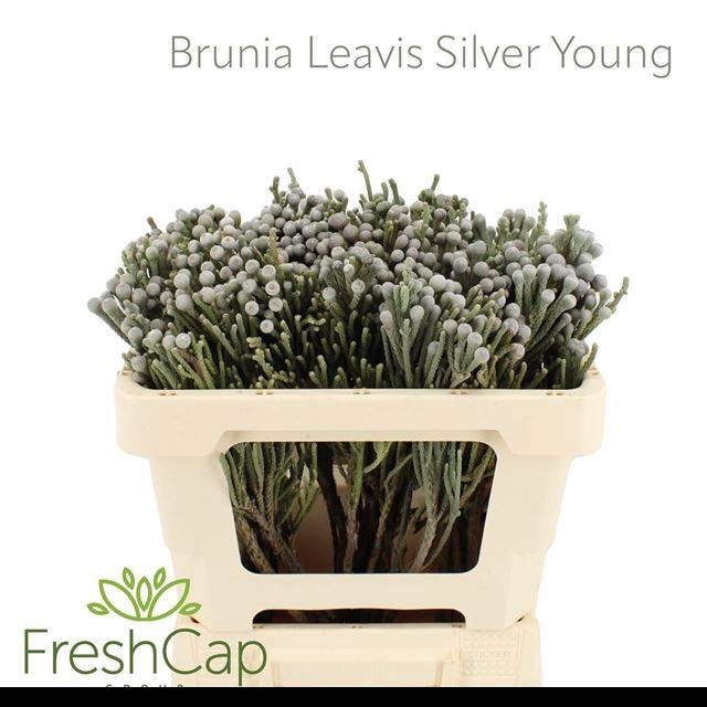 <h4>BRUN LAEVIS</h4>