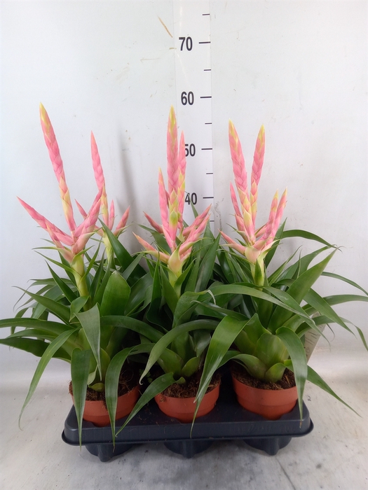 <h4>Tillandsia  'Dolce'</h4>