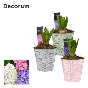 Arrangementen Hyacinthus 6%
