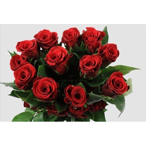 Rosa ec fortune
