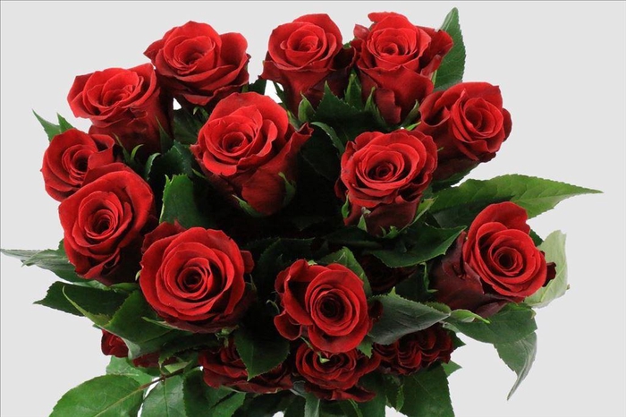 <h4>Rosa ec fortune</h4>