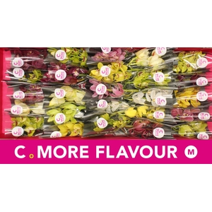 Mini cymbidium 'Mix 30' cm