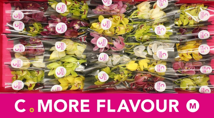 <h4>Mini cymbidium 'Mix 30' cm</h4>