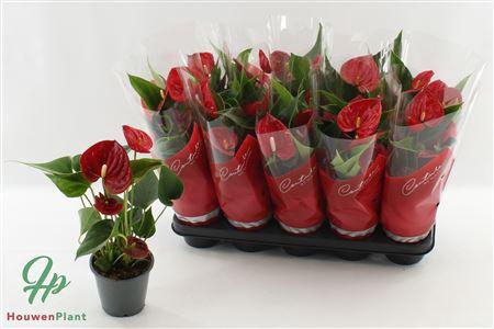 <h4>Anthu An Success Red 4+</h4>