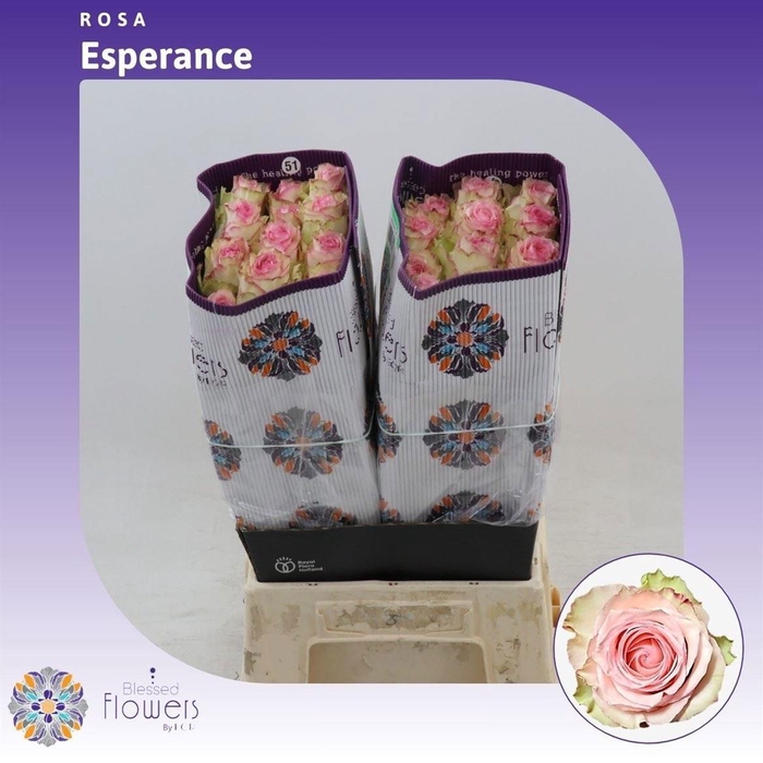 <h4>R GR ESPERANCE</h4>