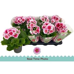 PRIM OB TM RED WHITE