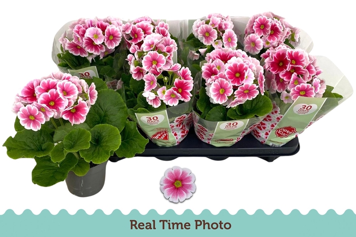 <h4>PRIM OB TM RED WHITE</h4>