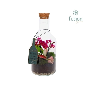 Arrangementen Phalaenopsis mt H% glas FC-21.1279FDH