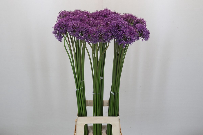 <h4>Allium Gladiator</h4>