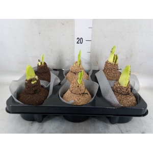 Hippeastrum   ...waxed