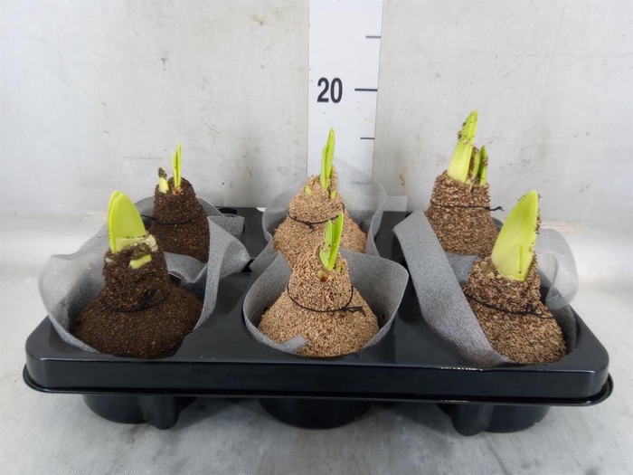 <h4>Hippeastrum   ...waxed</h4>