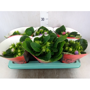 Sinningia  'Sonata'   ...mix