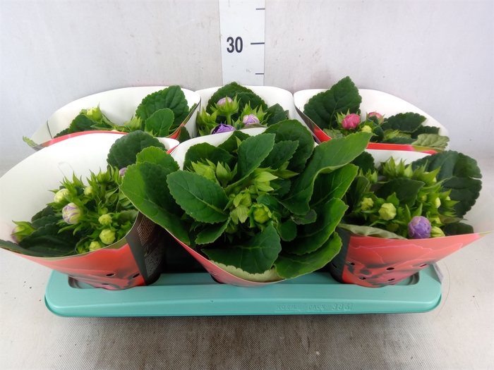 <h4>Sinningia  'Sonata'   ...mix</h4>