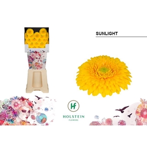 Germini Pomponi Sunlight Diamond