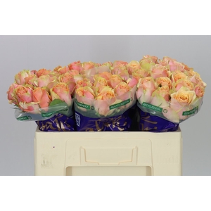 Rosa Gr Dividend
