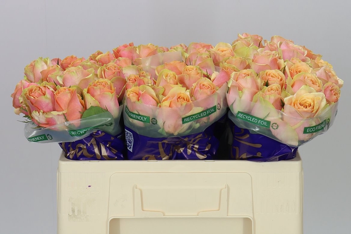 <h4>Rosa Gr Dividend</h4>