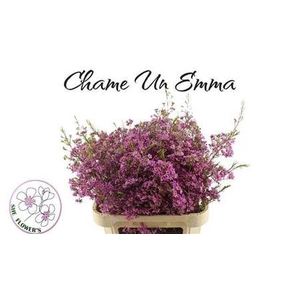Chame Un Emma