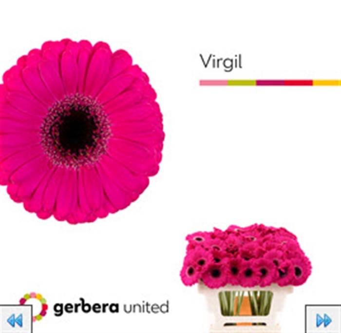 <h4>Ge. Mi Virgil</h4>