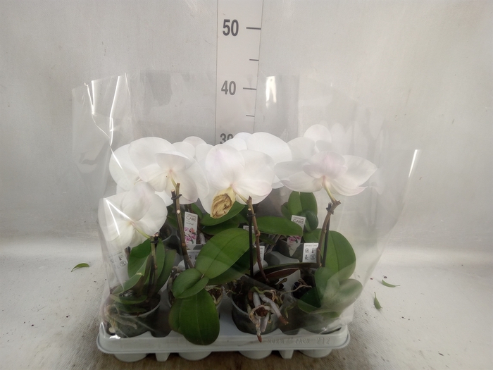 <h4>Phalaenopsis   ...white</h4>