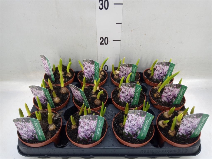 <h4>Chionodoxa   ...</h4>