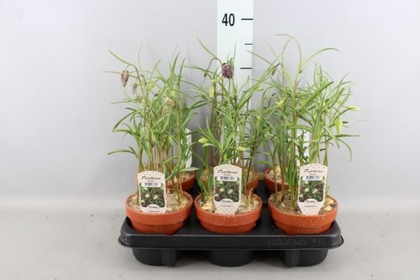 <h4>Fritillaria meleagris</h4>