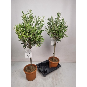 OLEA EUROPAEA