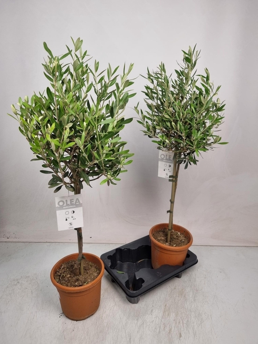 <h4>OLEA EUROPAEA</h4>