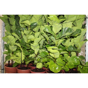FICUS LYRATA BAMBINO P24 COMPACTO