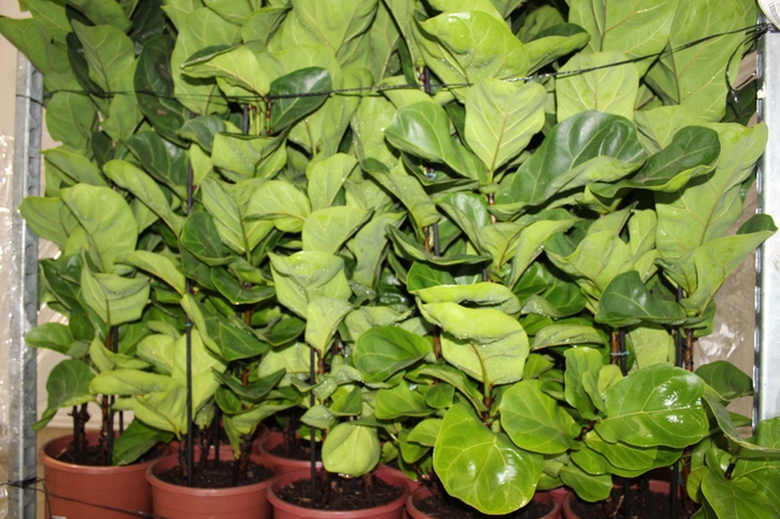 <h4>FICUS LYRATA BAMBINO P24 COMPACTO</h4>